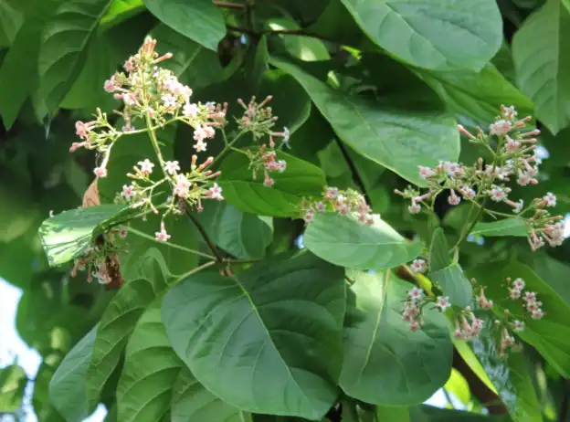 Cinchona Extract Powder Cinchona Extract Powder