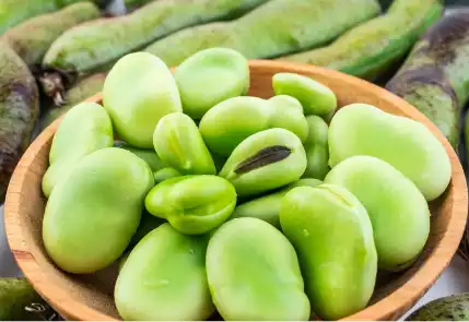 faba bean starch