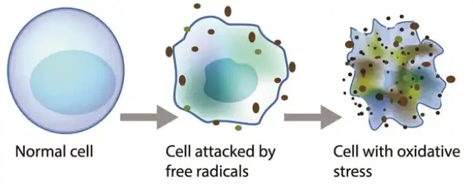 phlorizin powder phlorizin powder