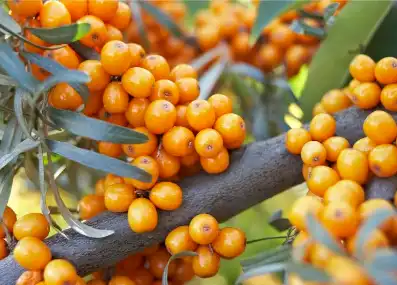 seabuckthorn flavone