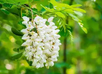 Sophora Japonica Extract Powder Sophora Japonica Extract Powder