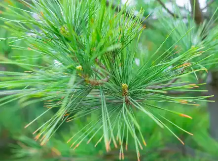 Masson Pine Extract Masson Pine Extract