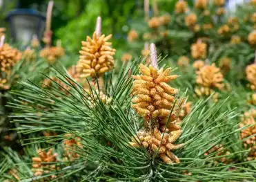 Masson Pine Extract Masson Pine Extract