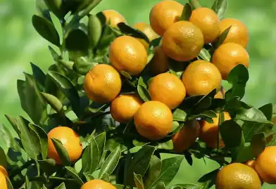 Sweet Orange Flavonoids