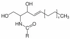 Ceramide NP Powder