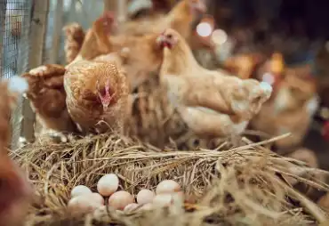 Carophyll Red Powder Carophyll Red Powder