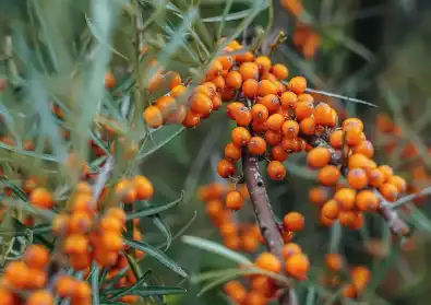 Seabuckthorn Flavone Seabuckthorn Flavone