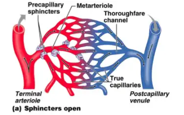 Seabuckthorn Flavone Seabuckthorn Flavone