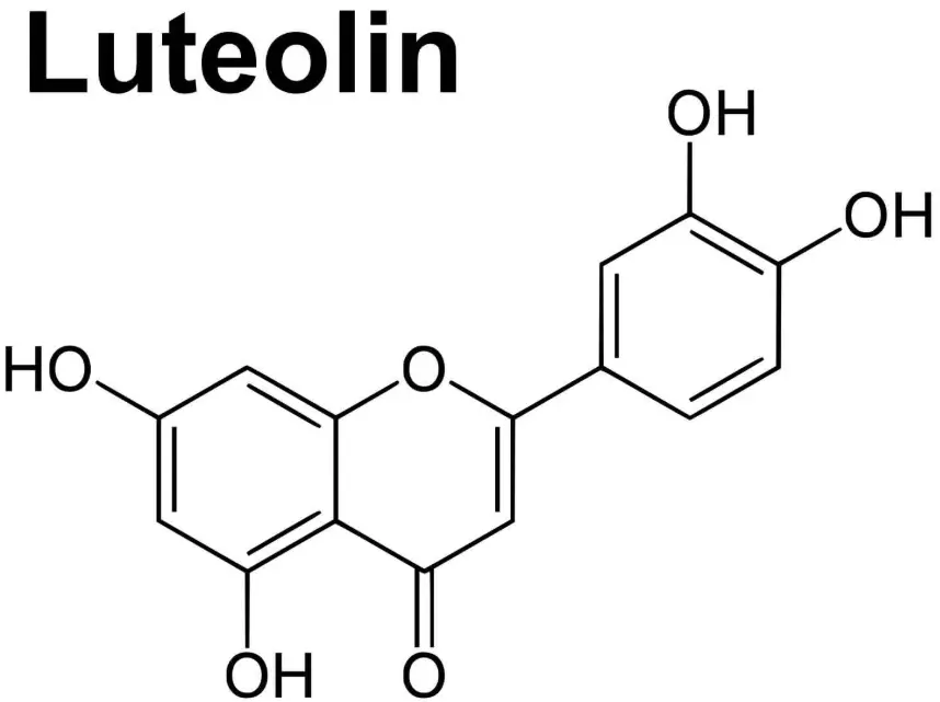 Luteolin Bulk Powder Luteolin Bulk Powder