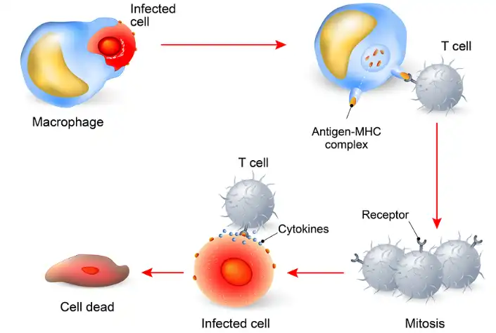 D-Mannose Bulk powder D-Mannose Bulk powder