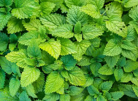 Lemon Balm Extract Powder