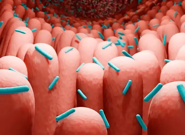 Walnut Seed Extract Walnut Seed Extract