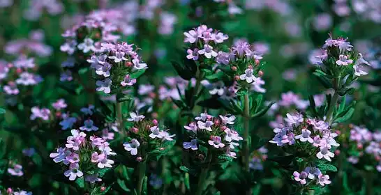 Bulk Thymol