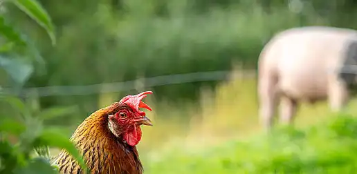 Bulk Thymol Bulk Thymol