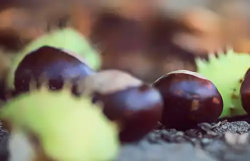 Aescin Powder Aescin Powder