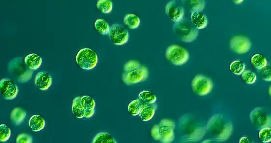 Chlorella Growth Factor Powder Chlorella Growth Factor Powder