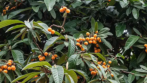 loquat leaf extract loquat leaf extract