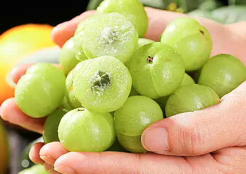 Emblica Officinalis Extract Powder Emblica Officinalis Extract Powder