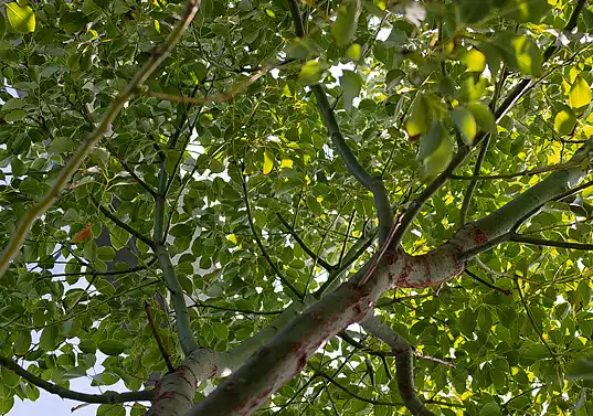 Bulk Cinnamon Extract Bulk Cinnamon Extract