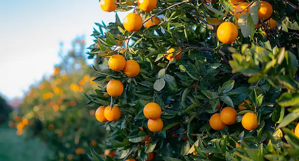 Citrus extract 60%