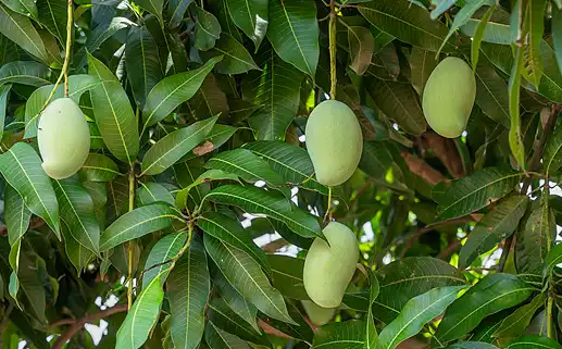 Mangiferin Powder Mangiferin Powder