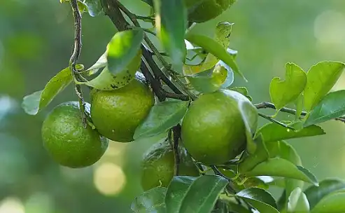 Bulk Lime Extract
