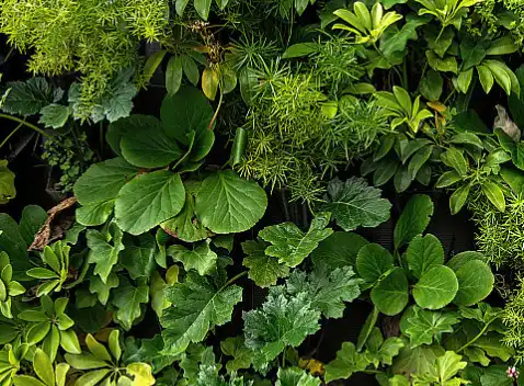 Tannic Acid Powder Tannic Acid Powder