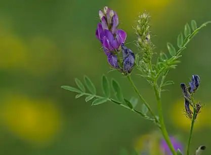 Alfalfa Grass Powder Alfalfa Grass Powder
