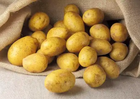 bulk potato protein powder