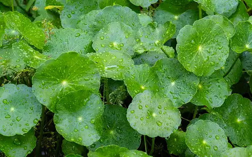 Bulk Centella Asiatica Extract