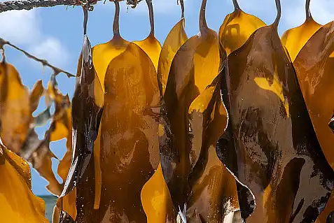 Fucoidan Extract Powder Fucoidan Extract Powder