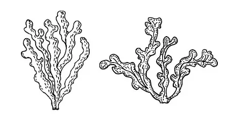 Fucoidan Extract Powder Fucoidan Extract Powder