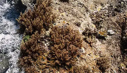 fucoidan extract powder fucoidan extract powder