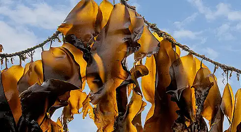 fucoidan extract powder fucoidan extract powder