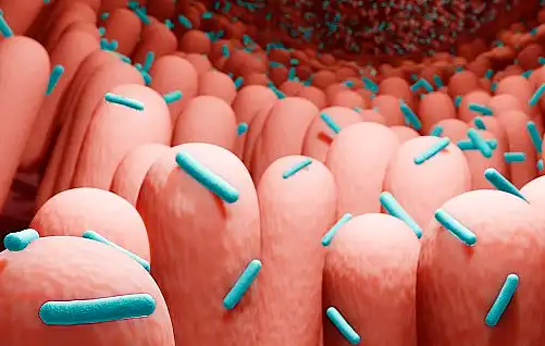 pea fiber powder  pea fiber powder