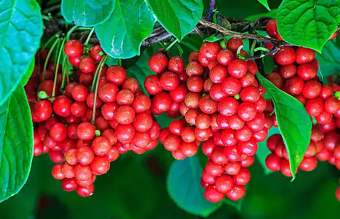 Schisandra Extract Powder Schisandra Extract Powder