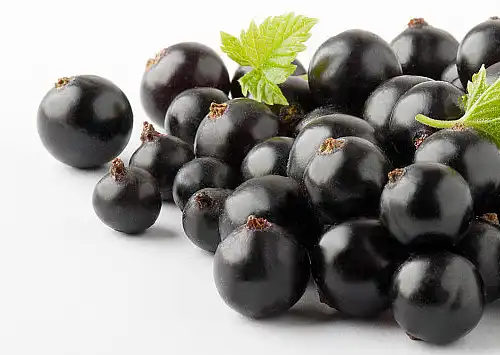 Black Currant Fruit Powder Black Currant Fruit Powder