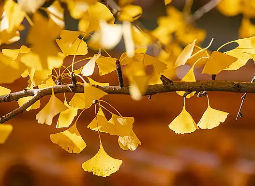 Bulk Ginkgo extract powder