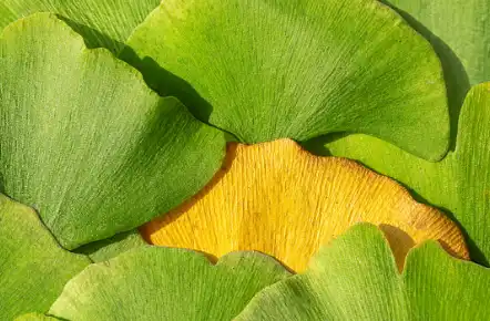 Bulk Ginkgo extract powder