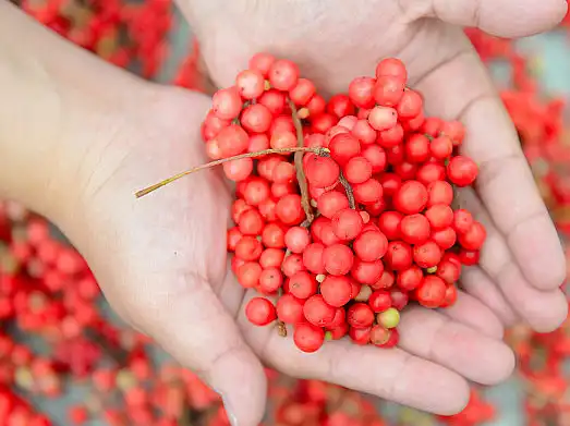 Schisandra Extract Powder Schisandra Extract Powder