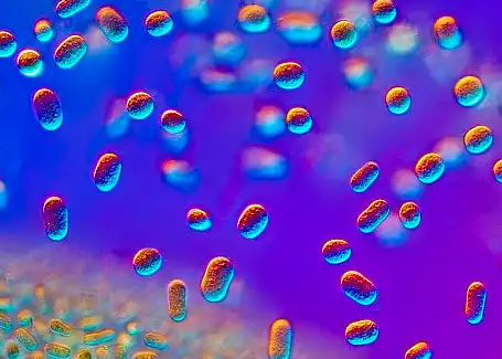 Dunaliella Salina Powder Dunaliella Salina Powder