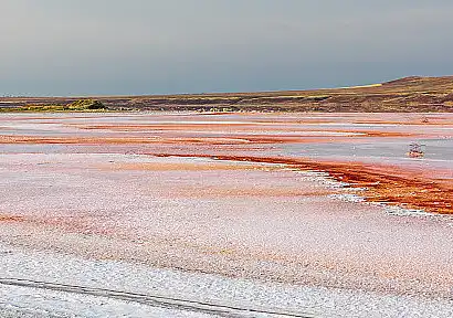 Dunaliella Salina Powder Dunaliella Salina Powder