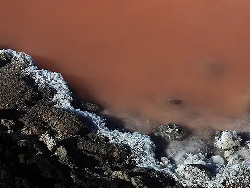 Dunaliella Salina Powder Dunaliella Salina Powder