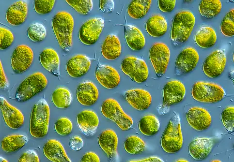 Dunaliella Salina Powder Dunaliella Salina Powder