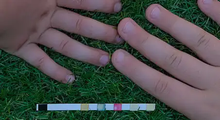 Dunaliella Salina Powder Dunaliella Salina Powder