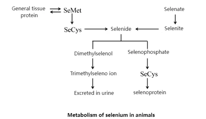 Bulk L-selenomethionine powder