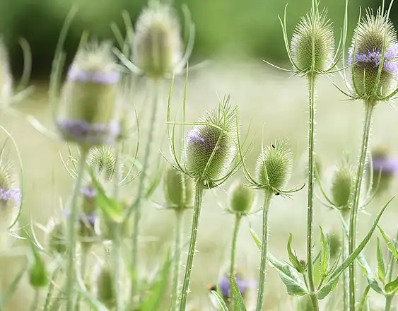 Bulk Tribulus Terrestris Extract