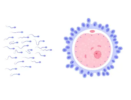 Bulk Tribulus Terrestris Extract Bulk Tribulus Terrestris Extract