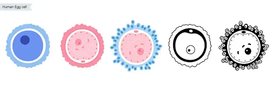 Bulk Tribulus Terrestris Extract Bulk Tribulus Terrestris Extract