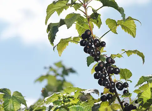 Black Currant Fruit Powder Black Currant Fruit Powder